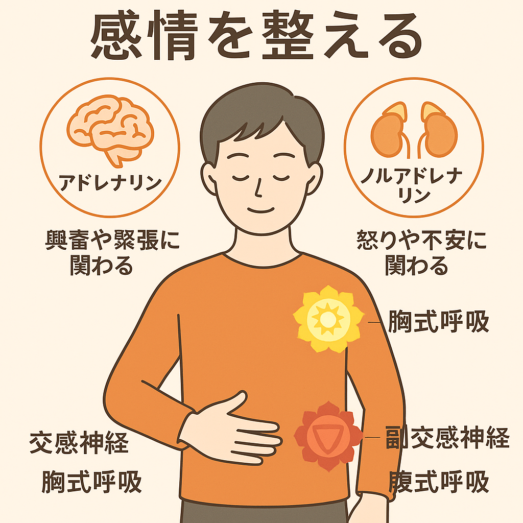 ノルアドレナリンとアドレナリン